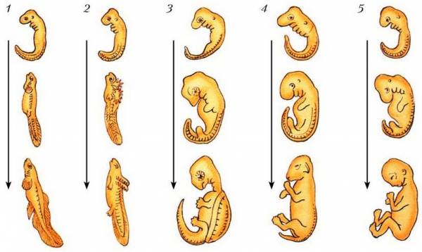 Эмбрион млекопитающих рисунок с подписями