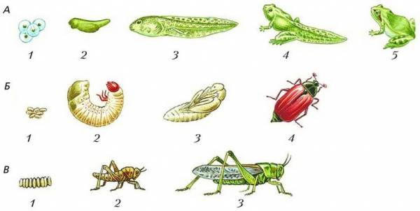 Рассмотрите рисунок на котором представлена схема постэмбрионального развития насекомого
