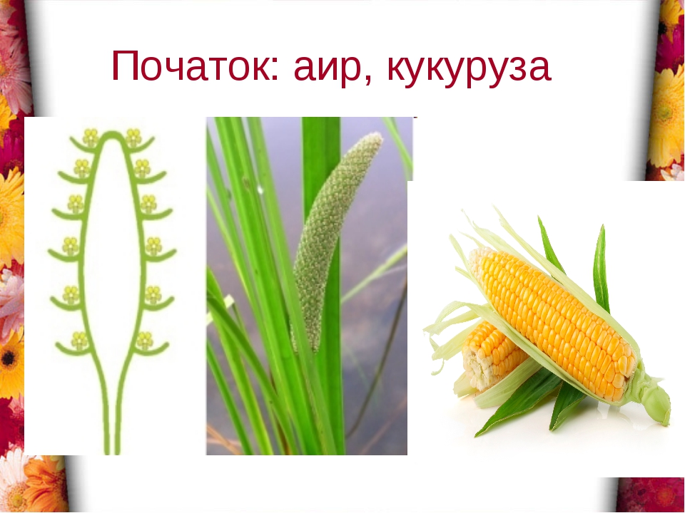 Растения с початком. Кукуруза соцветие початок. Соцветие початок АИР. Кукуруза соцветие метелка. Кукуруза соцветия биология.