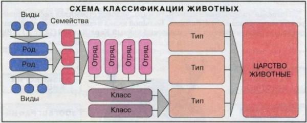 Что изучает комплексная наука зоология